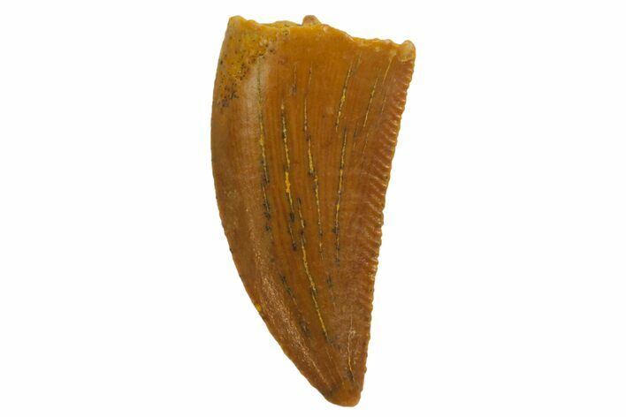 Serrated, Raptor Tooth - Real Dinosaur Tooth #135174
